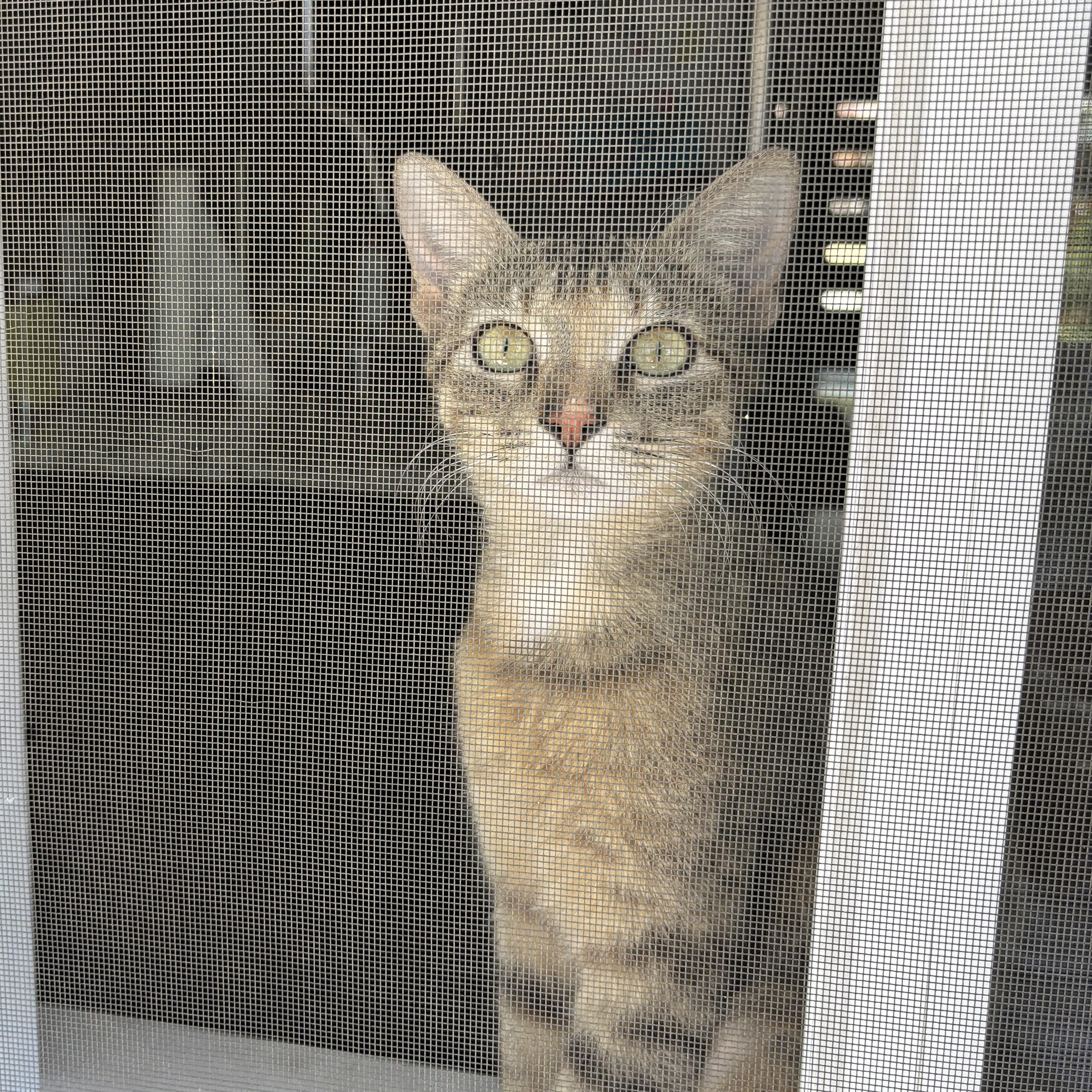 Enlarge Billie Holiday Treece, a Adoptable mixed breed in Denver, CO image 2/5