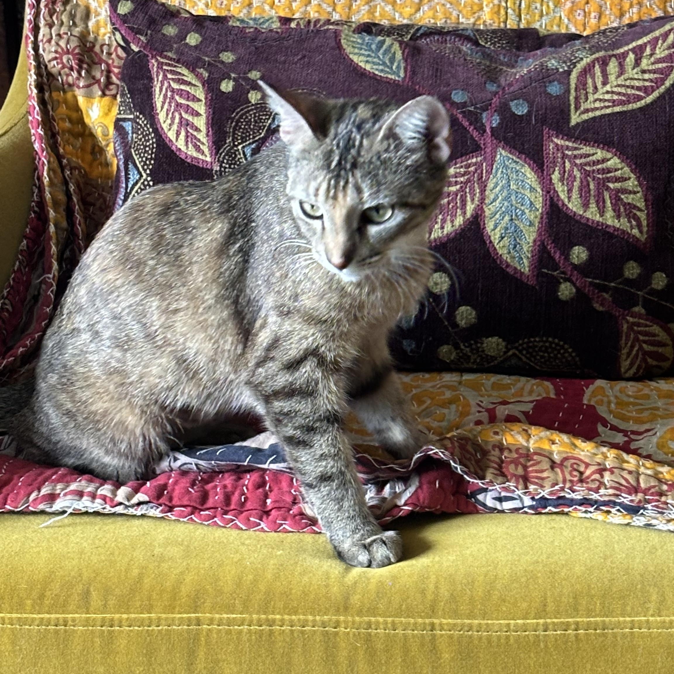 Enlarge Billie Holiday Treece, a Adoptable mixed breed in Denver, CO image 4/5