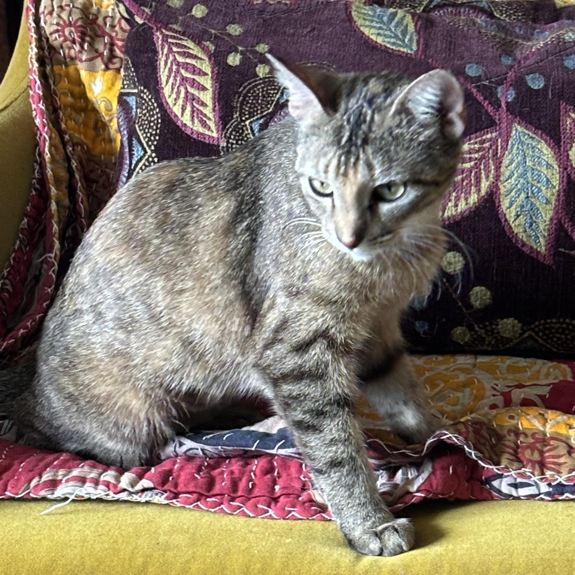 Enlarge Billie Holiday Treece, a Adoptable mixed breed in Denver, CO image 4/6