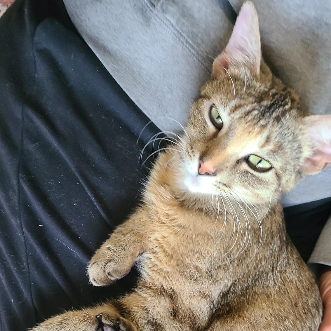 Billie Holiday Treece, Adoptable, Young Female Domestic Short Hair & Tabby.