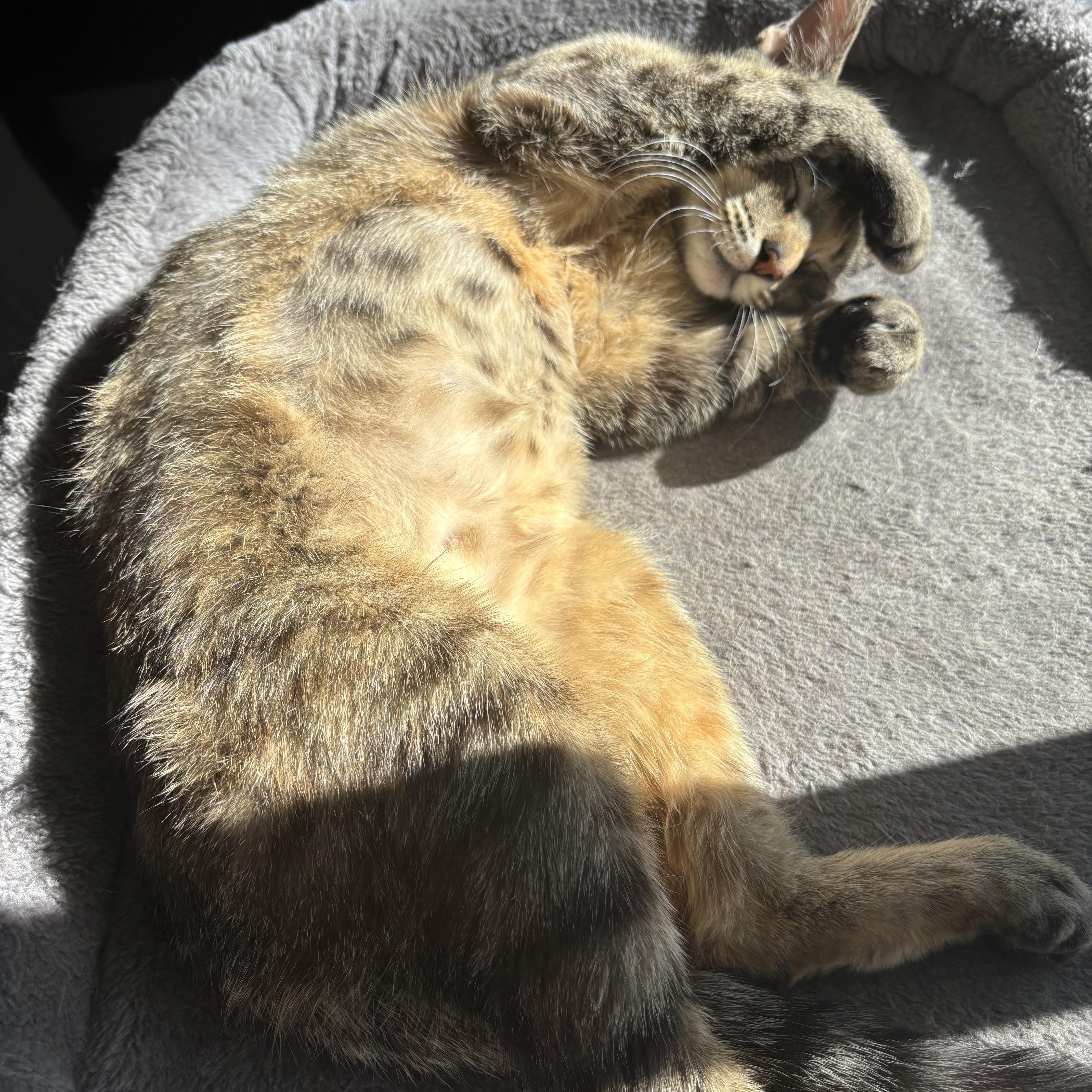 Enlarge Billie Holiday Treece, a Adoptable mixed breed in Denver, CO image 6/6