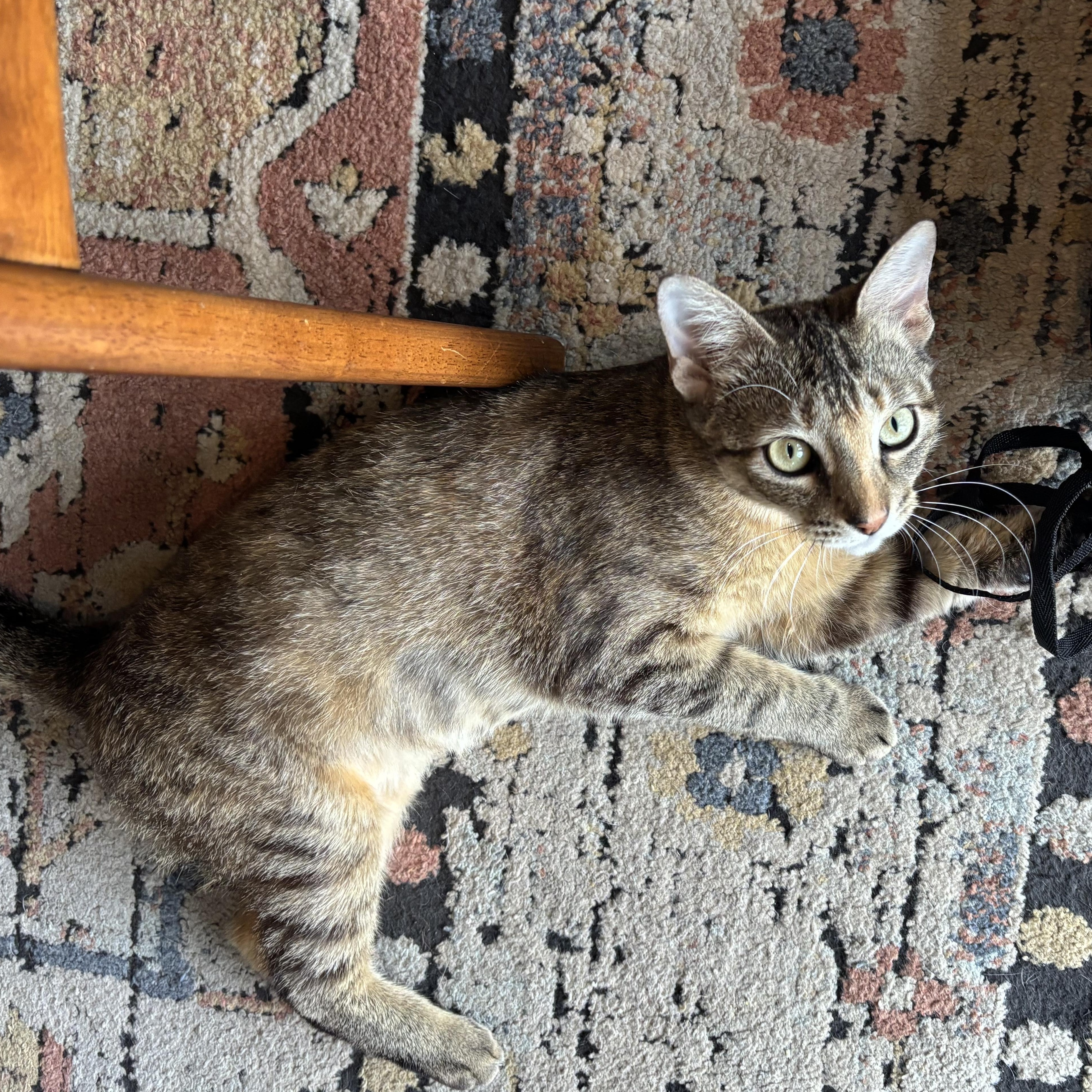 Billie Holiday Treece, Adoptable, Young Female Domestic Short Hair & Tabby.