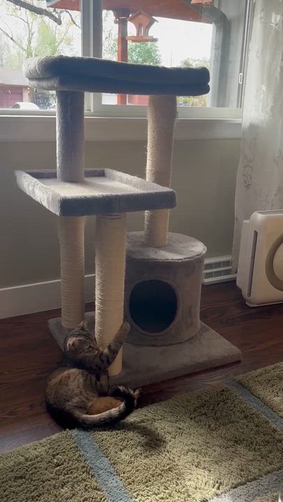 Enlarge Billie Holiday Treece, a Adoptable mixed breed in Denver, CO video 5/5