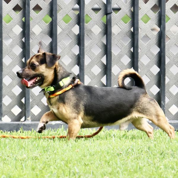 Enlarge Ben, a Adoptable mixed breed in Dublin, CA image 1/1