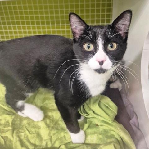 Enlarge Gemma, a Adoptable Domestic Short Hair in Salt Lake City, UT image 2/3