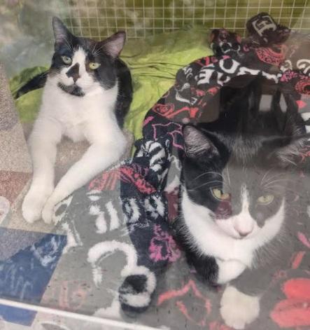 Enlarge Gemma, a Adoptable Domestic Short Hair in Salt Lake City, UT image 3/3