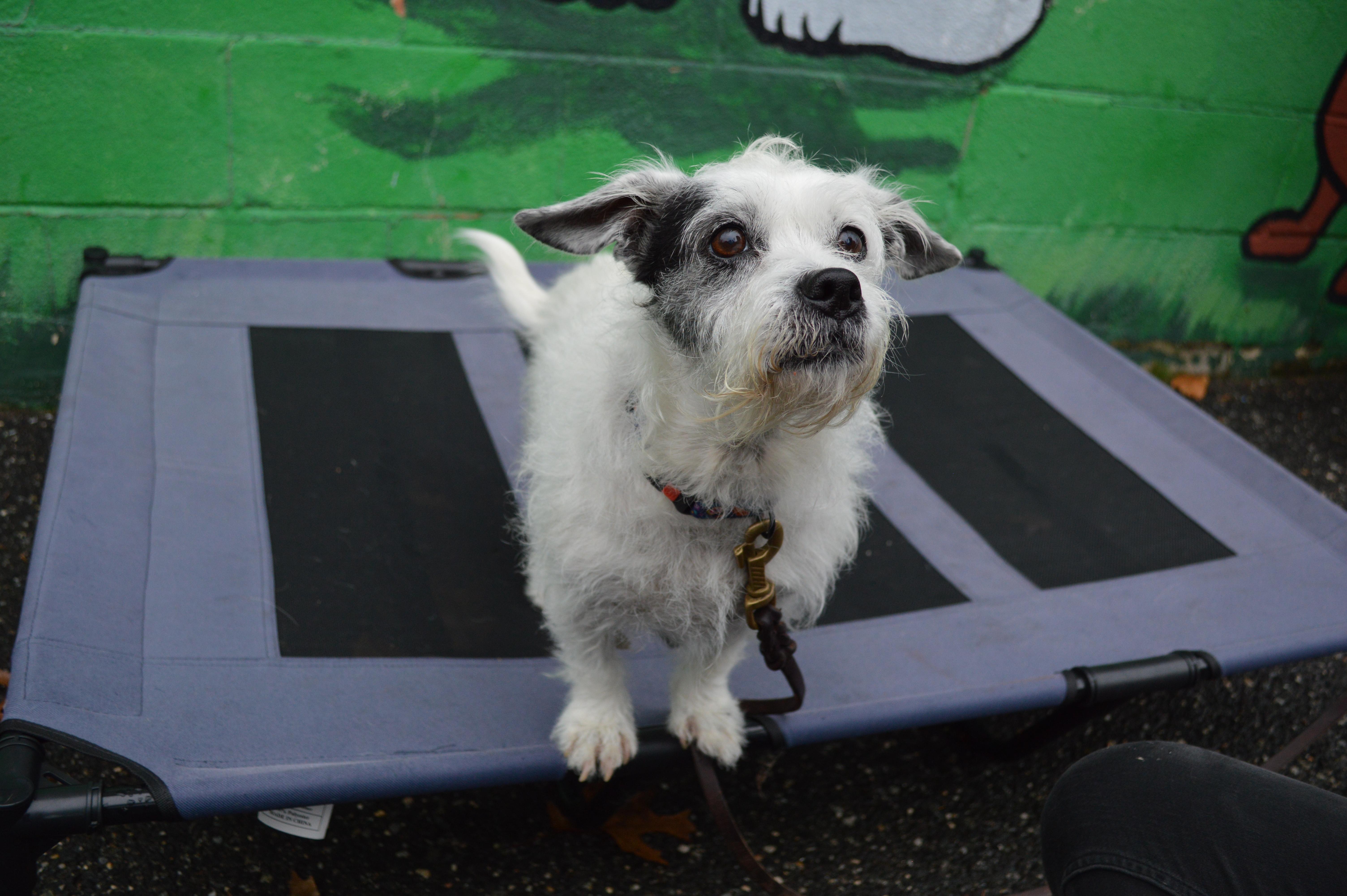 Frieda, a Adoptable mixed breed in Port Washington, NY image 1/6