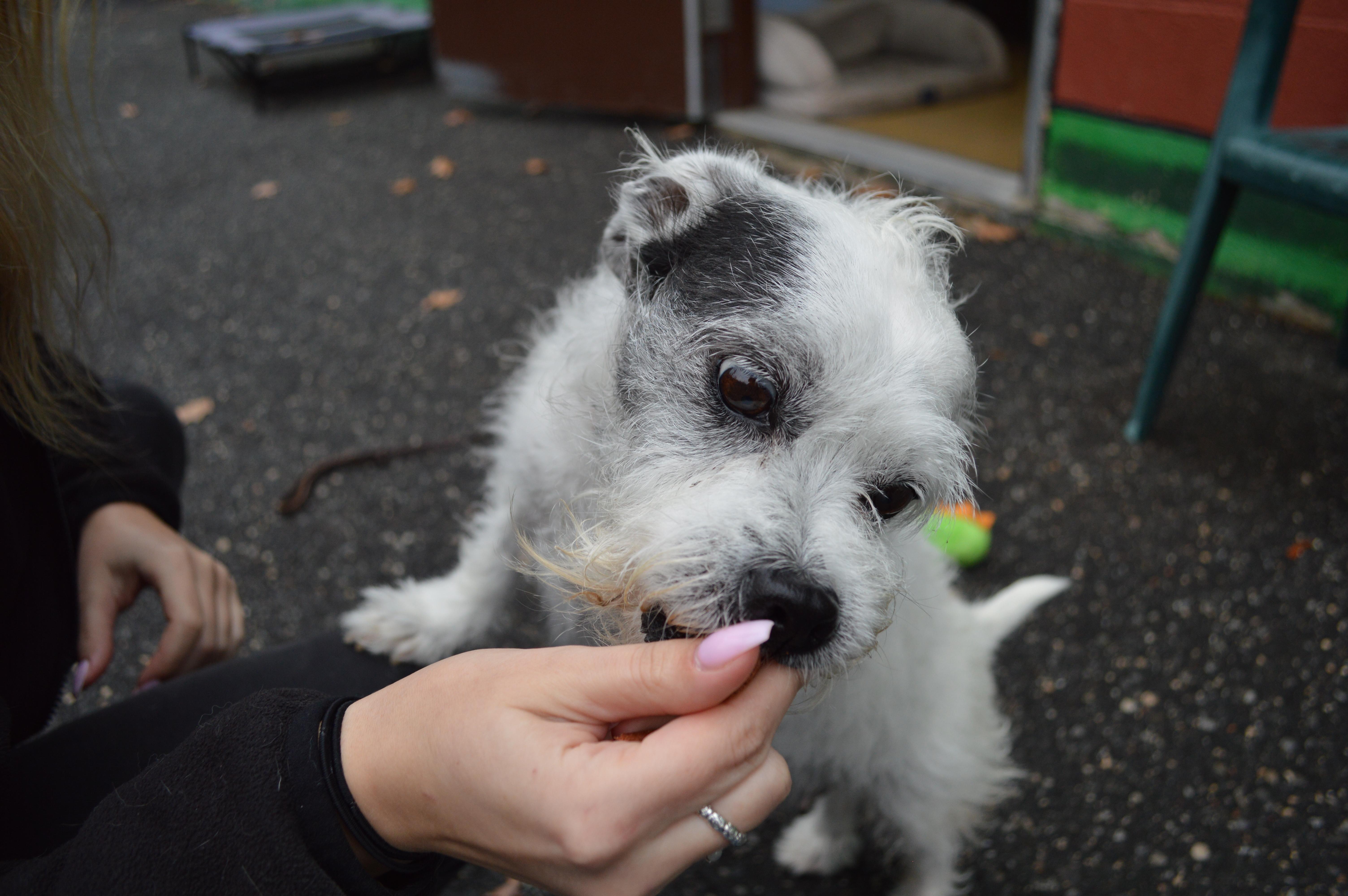 Frieda, a Adoptable mixed breed in Port Washington, NY image 2/6
