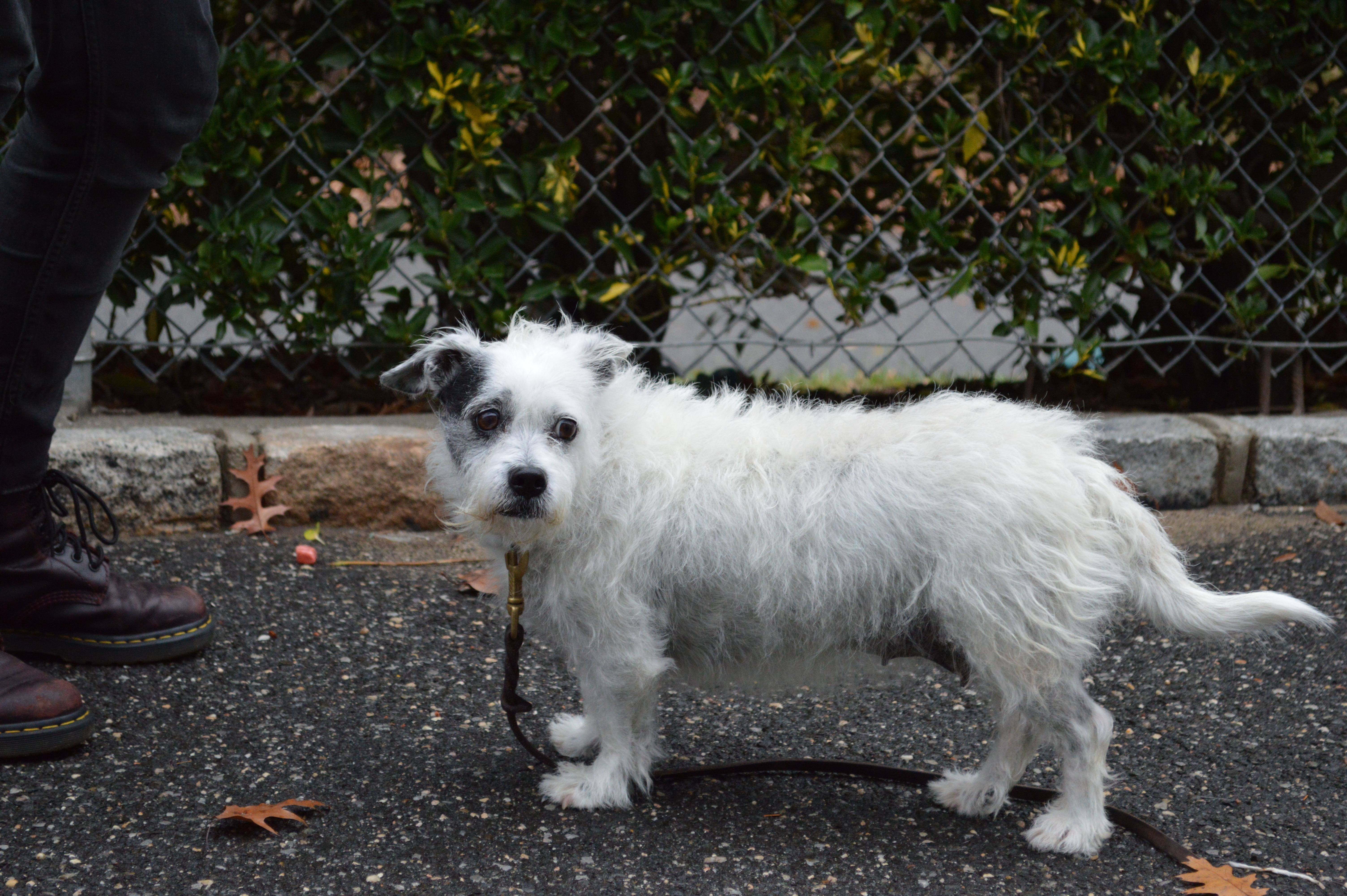 Frieda, a Adoptable mixed breed in Port Washington, NY image 3/6