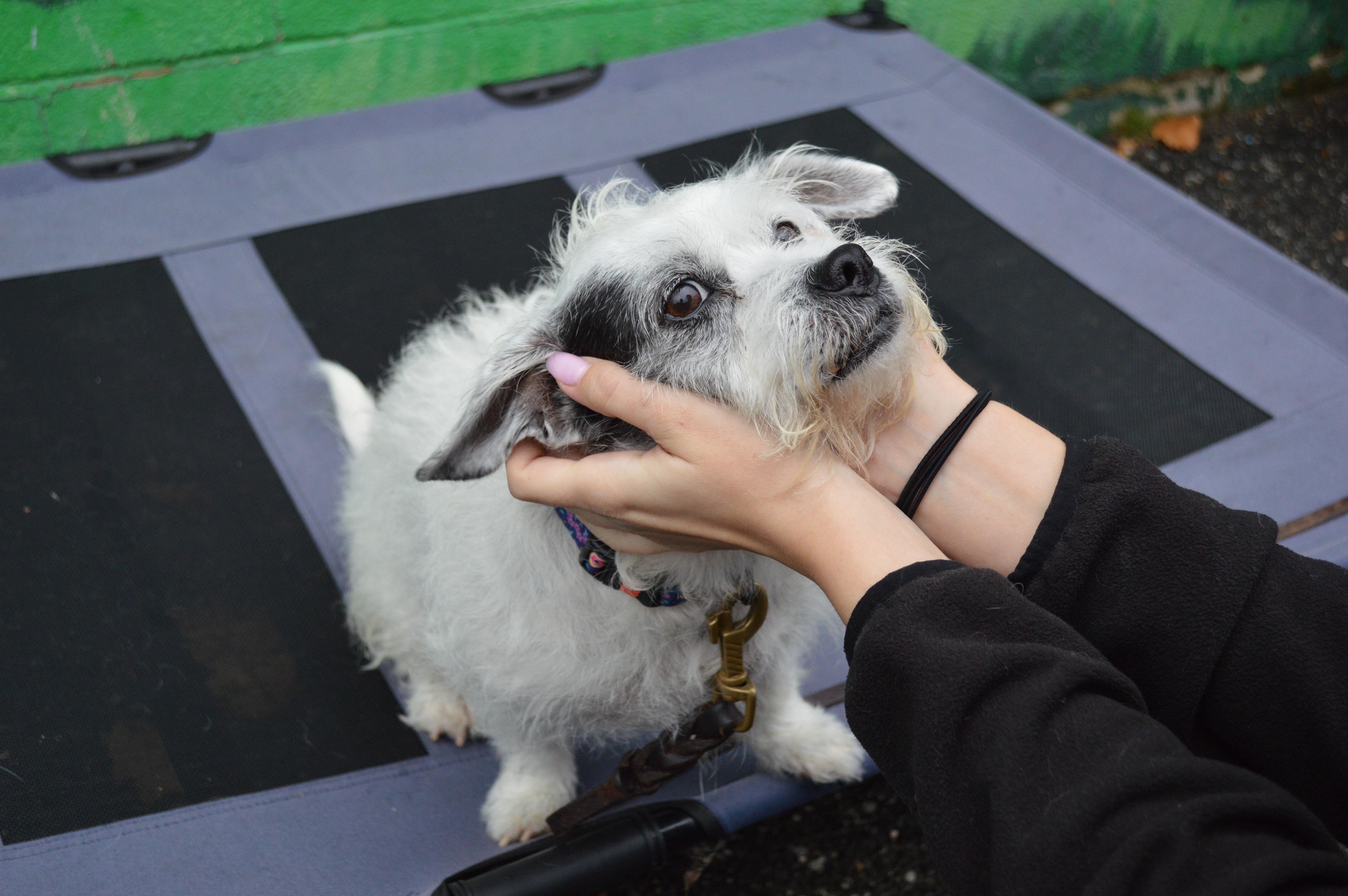 Frieda, a Adoptable mixed breed in Port Washington, NY image 4/6