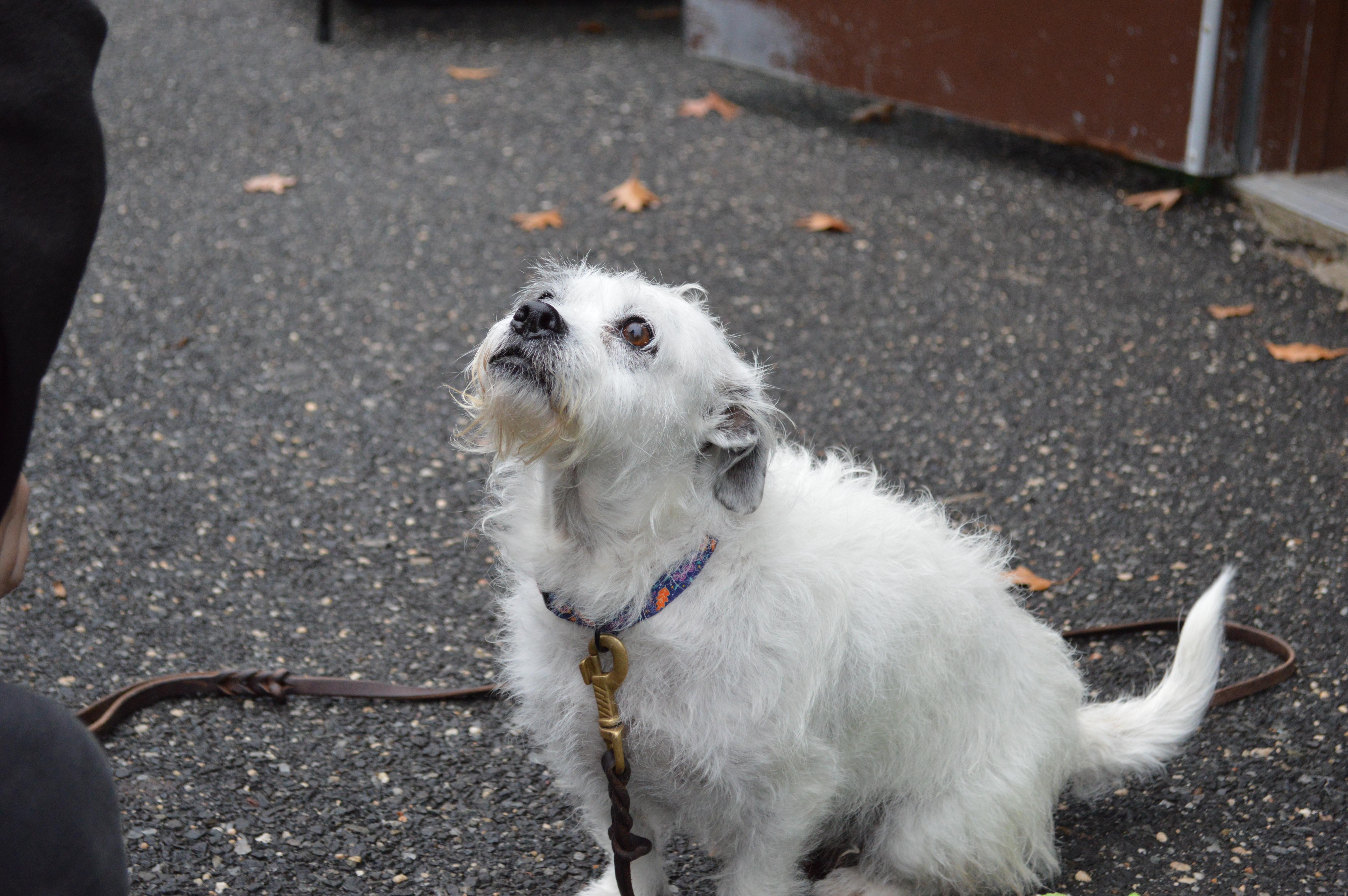 Frieda, a Adoptable mixed breed in Port Washington, NY image 5/6