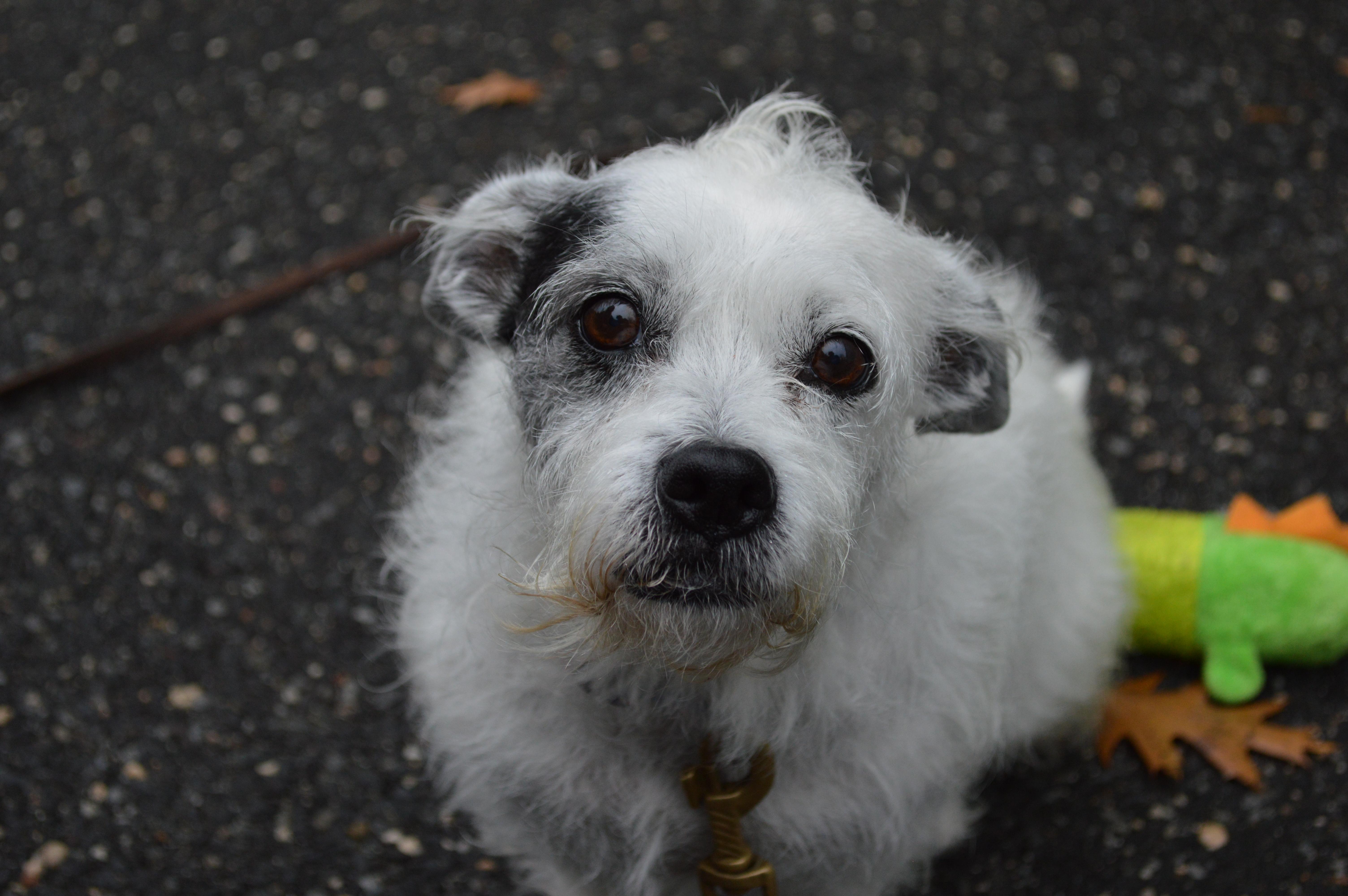Frieda, a Adoptable mixed breed in Port Washington, NY image 6/6