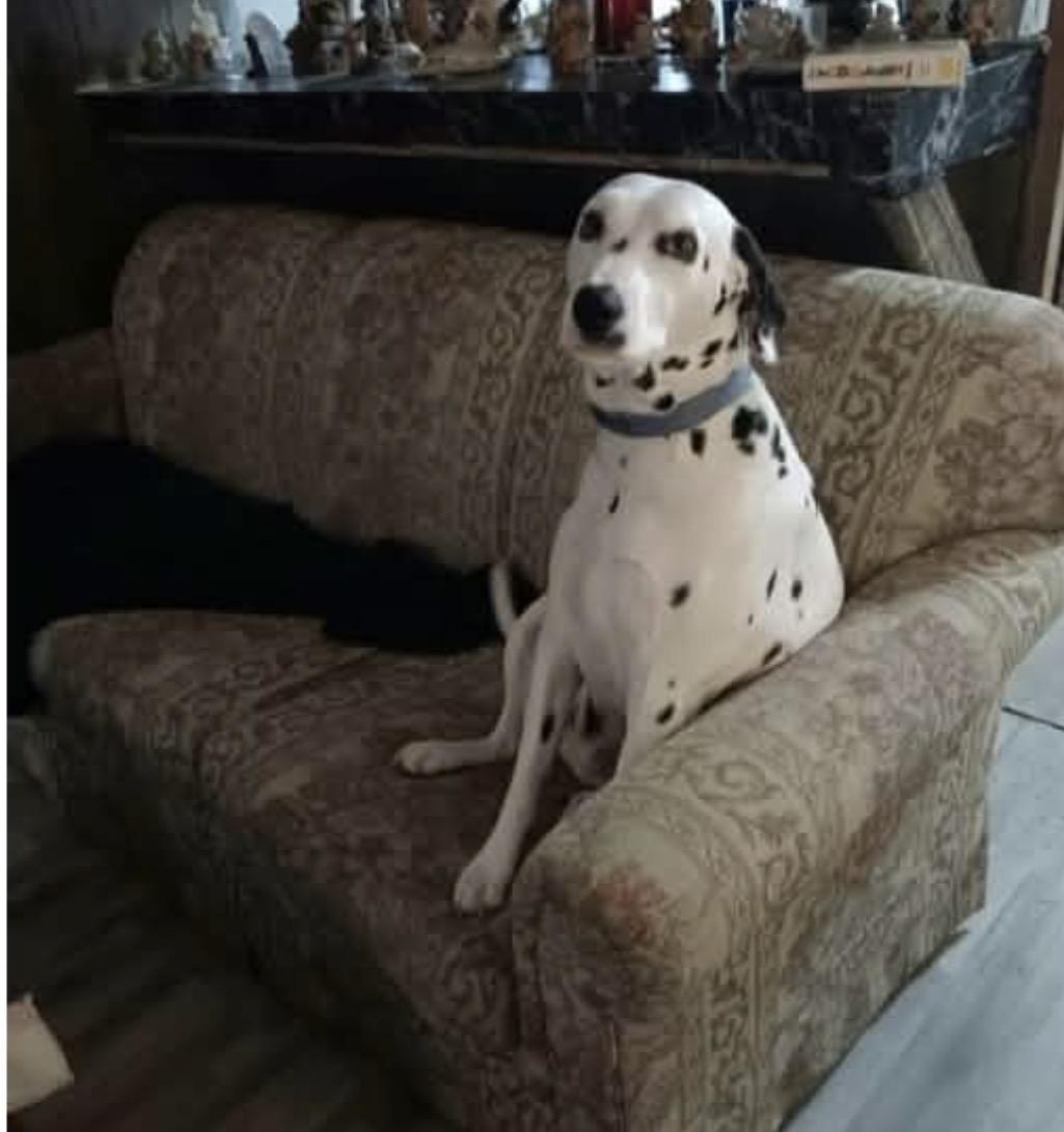 Enlarge Hopper, a Adoptable Dalmatian in Bradenton, FL image 1/1