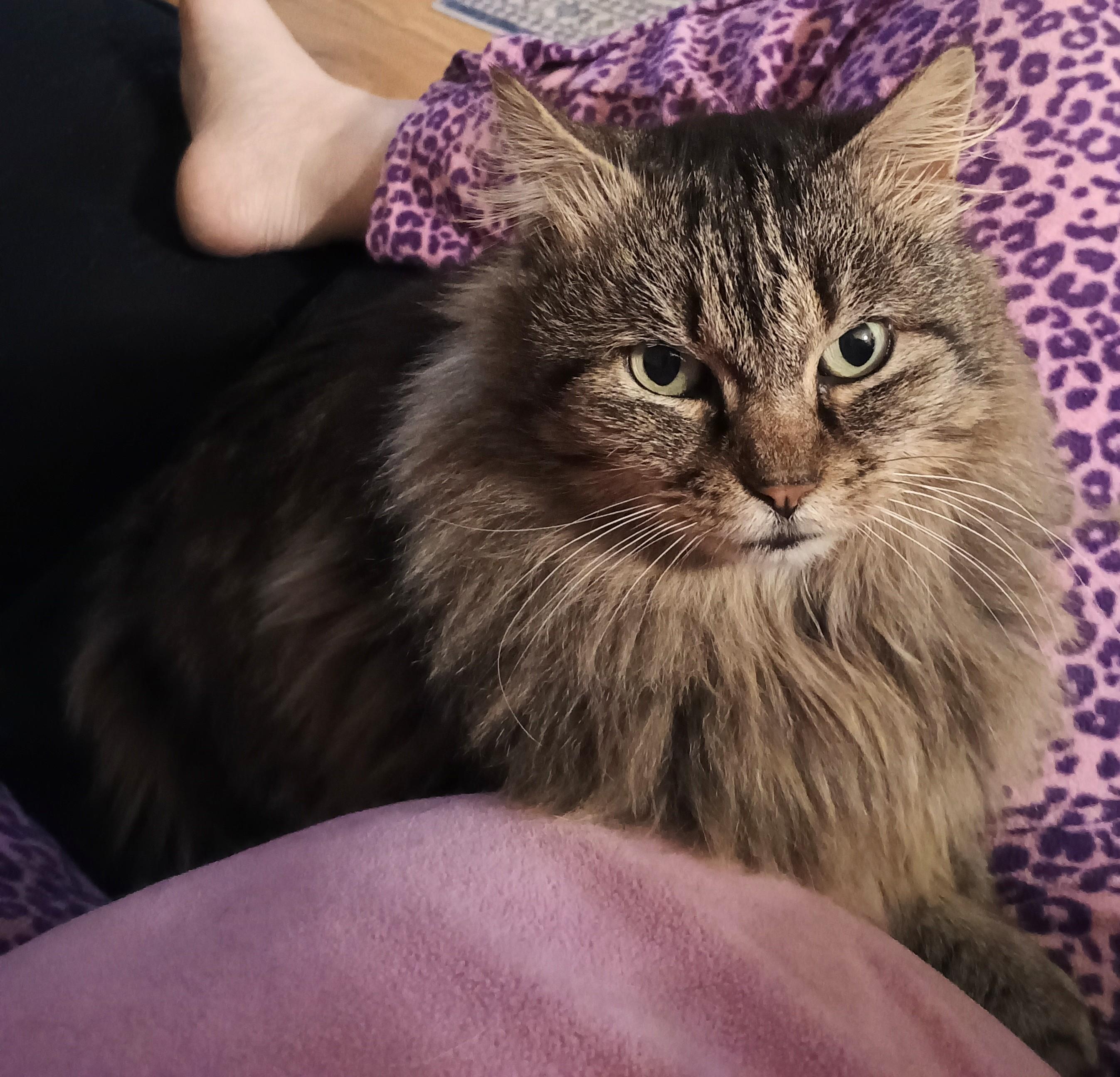 Cheyenne  Therapy Cat