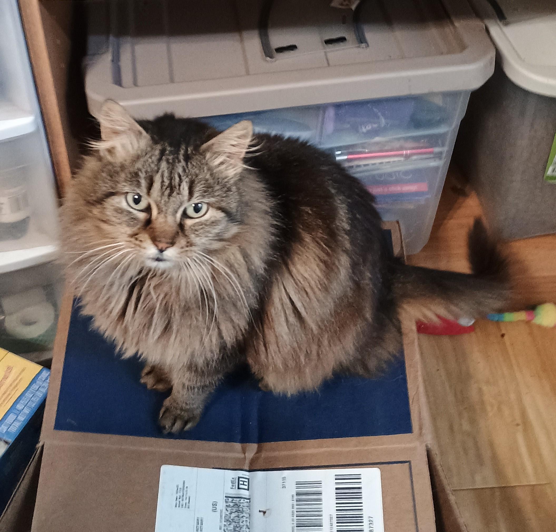 Cheyenne  Therapy Cat thumbnail 2