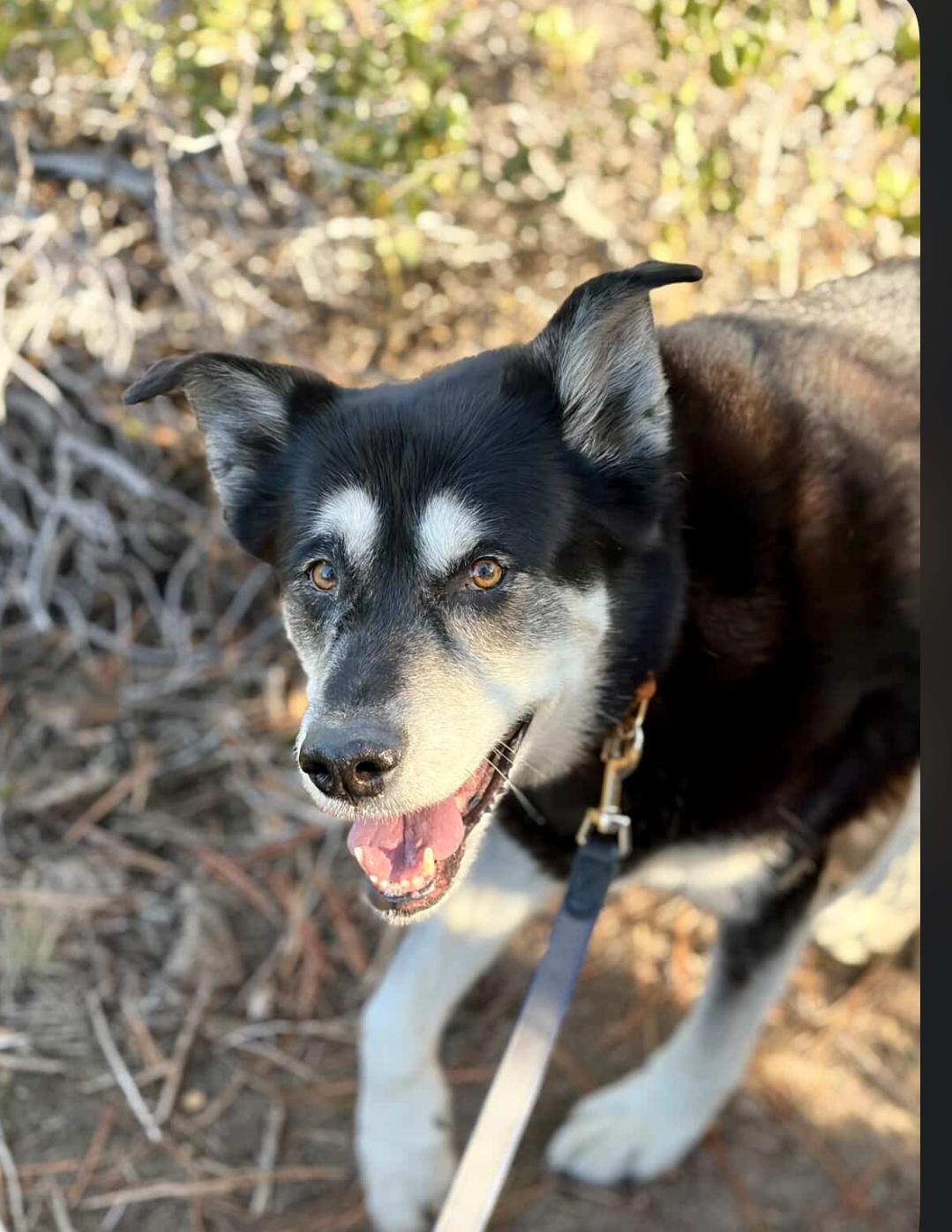 Clementine, an adoptable Alaskan Malamute, Black Labrador Retriever in Powell Butte, OR, 97753 | Photo Image 1