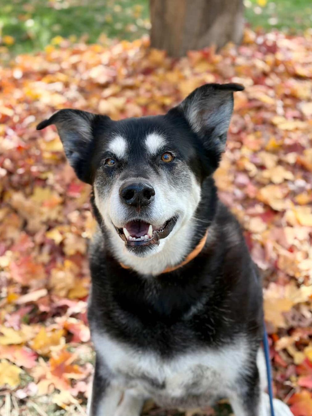 Clementine, an adoptable Alaskan Malamute, Black Labrador Retriever in Powell Butte, OR, 97753 | Photo Image 5