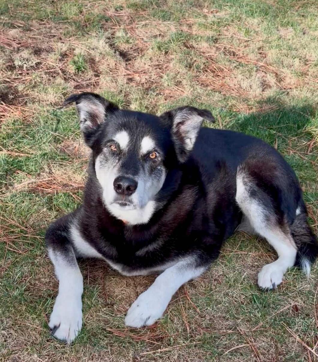 Clementine, Adoptable, Senior Female Alaskan Malamute & Black Labrador Retriever.