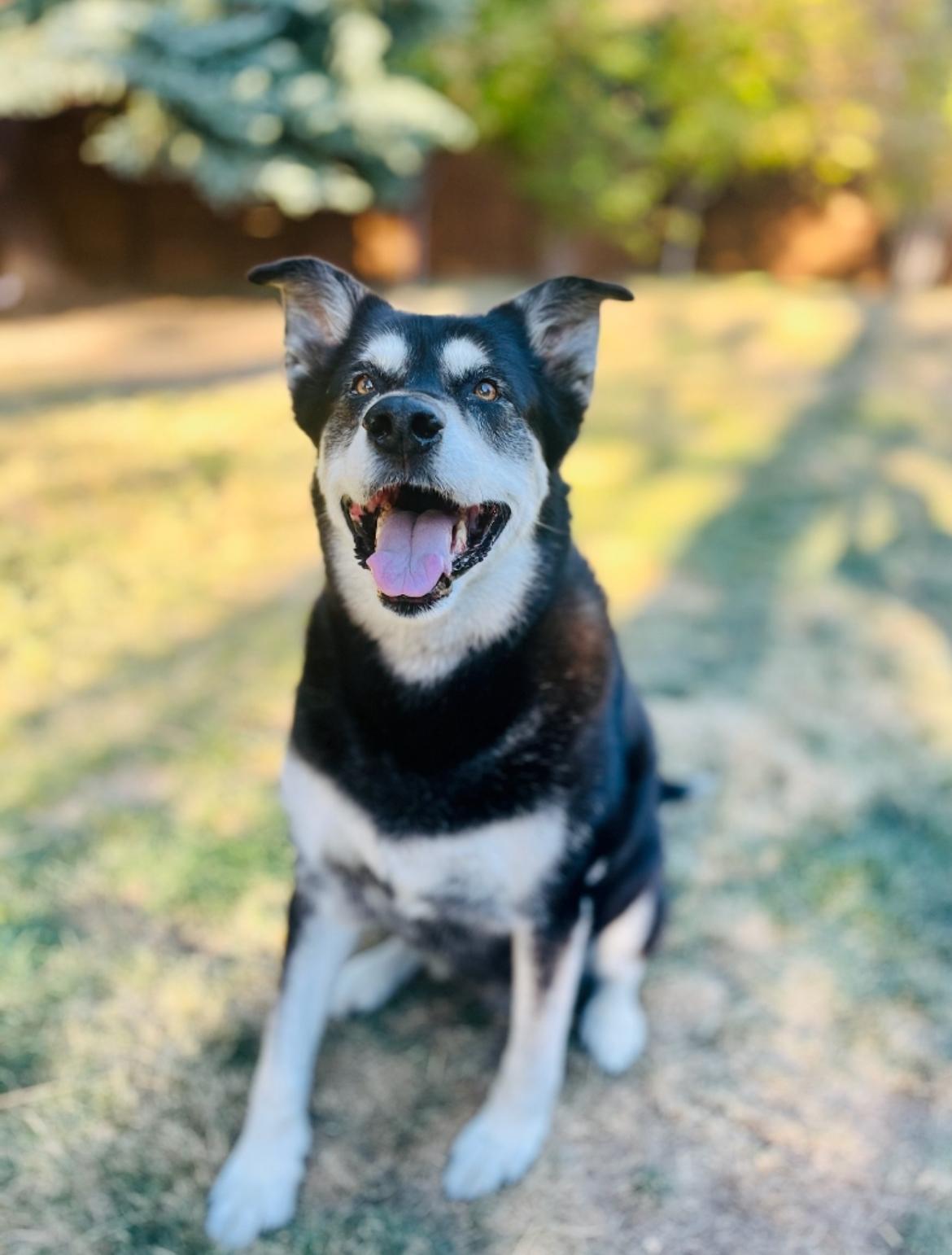 Clementine, an adoptable Alaskan Malamute, Black Labrador Retriever in Powell Butte, OR, 97753 | Photo Image 2