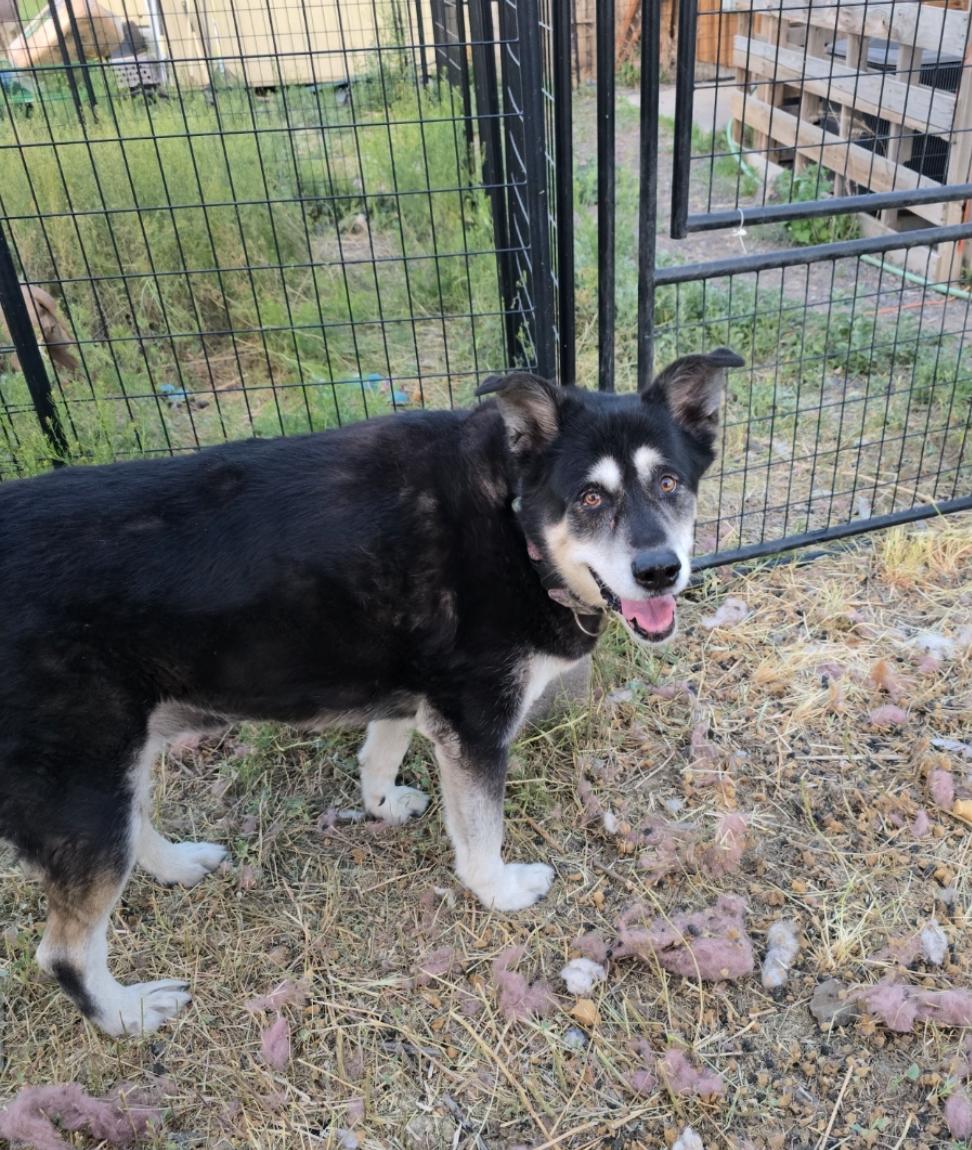 Clementine, an adoptable Alaskan Malamute, Black Labrador Retriever in Powell Butte, OR, 97753 | Photo Image 1