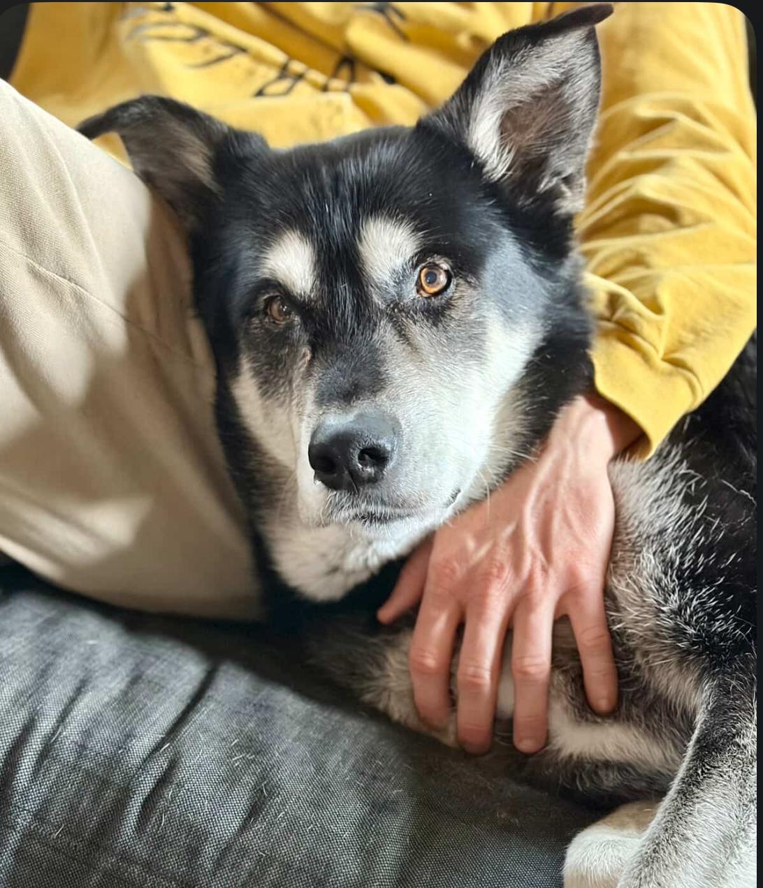 Enlarge Clementine, a Adoptable mixed breed in Powell Butte, OR image 5/6