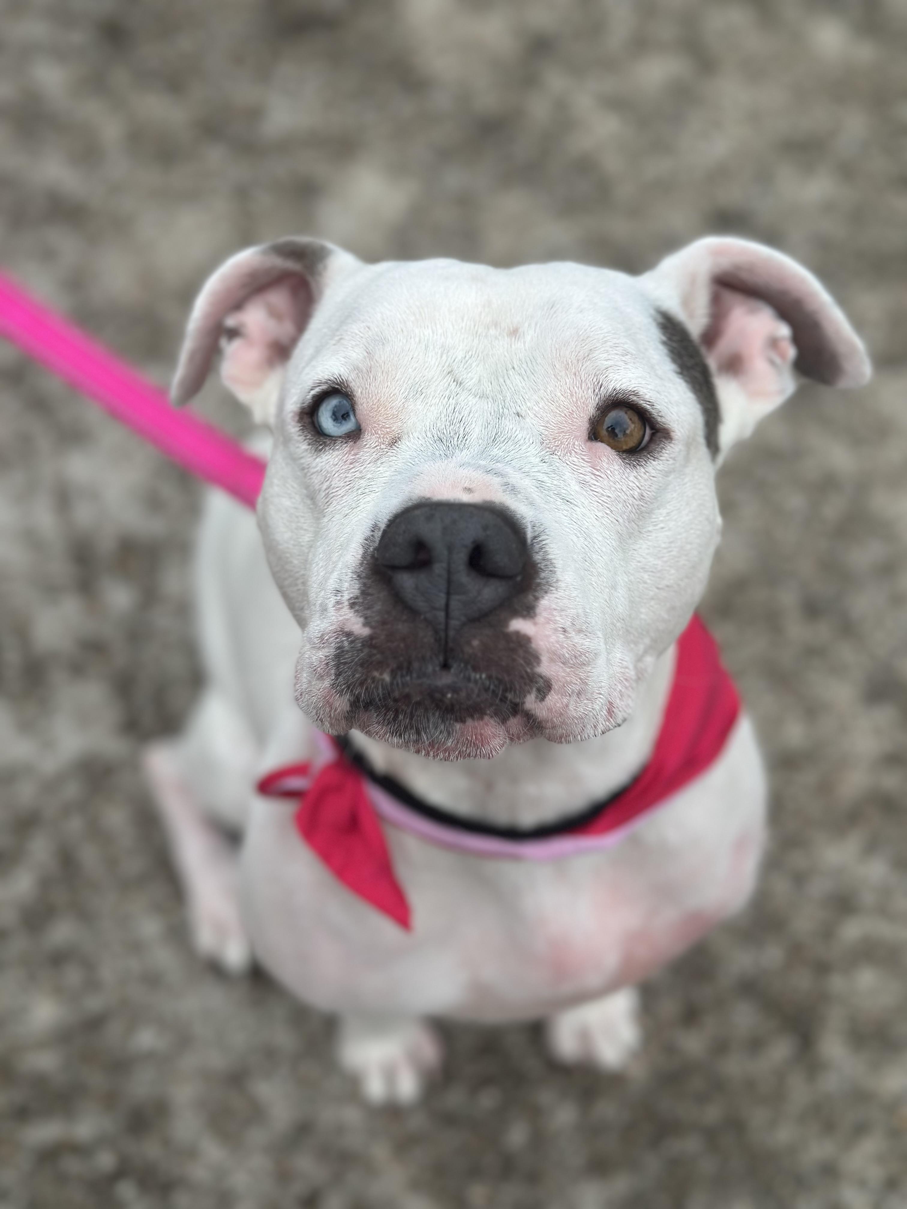 Enlarge Monkey, a Adoptable American Bulldog in Dallas, TX image 3/5