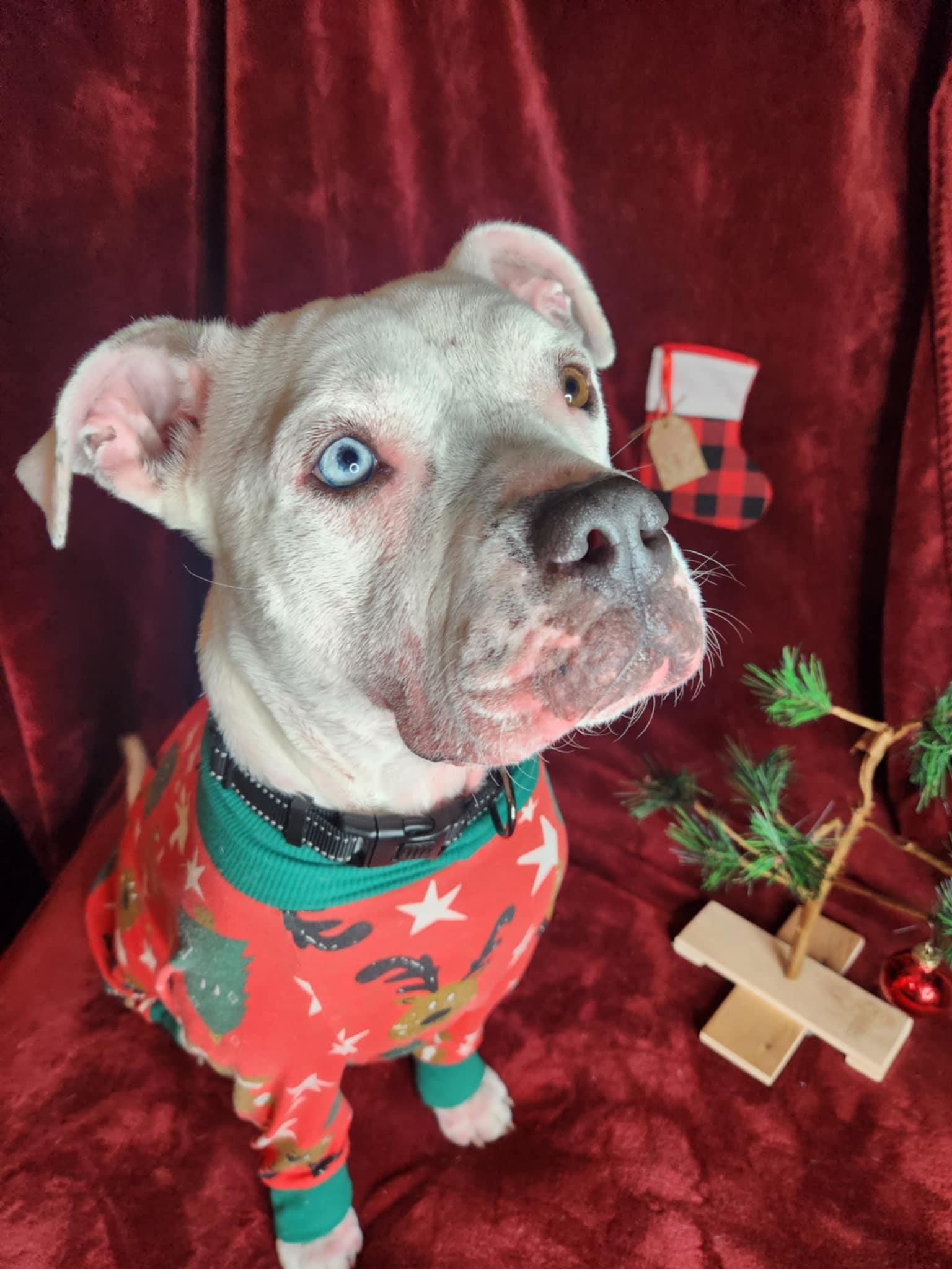 Enlarge Monkey, a Adoptable American Bulldog in Dallas, TX image 5/5