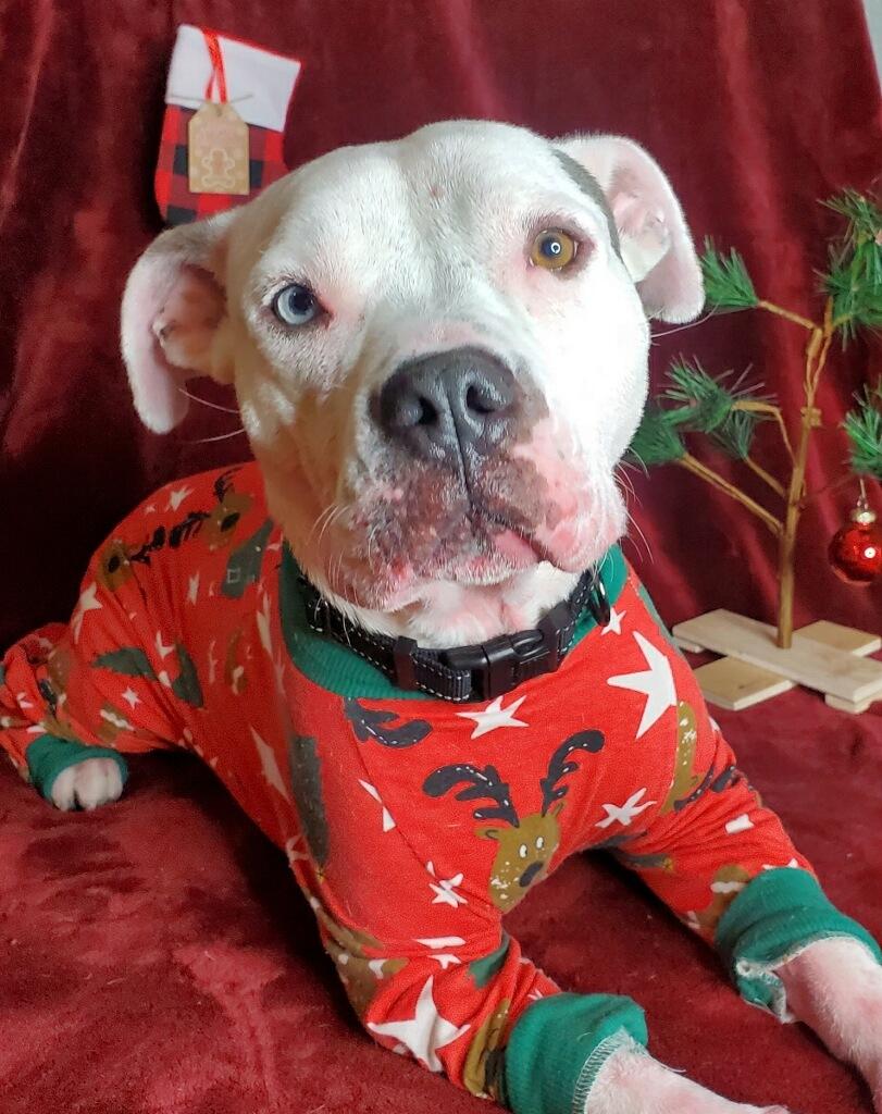 Enlarge Monkey, a Adoptable American Bulldog in Dallas, TX image 4/5