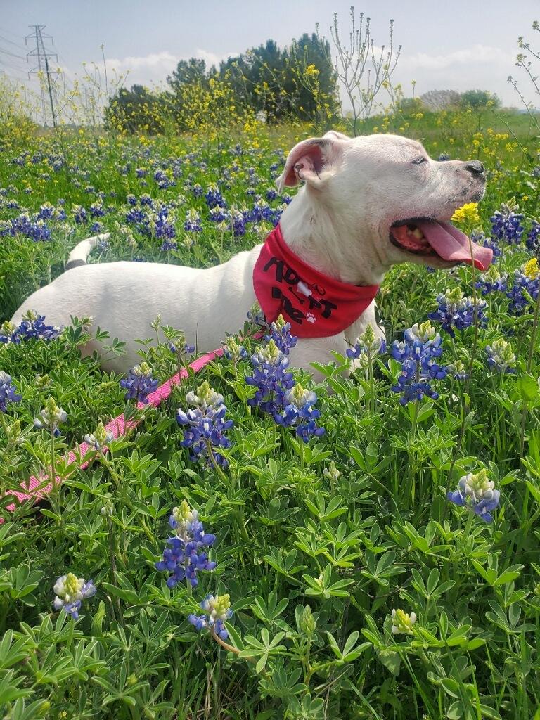 Enlarge Monkey, a Adoptable American Bulldog in Dallas, TX image 2/5