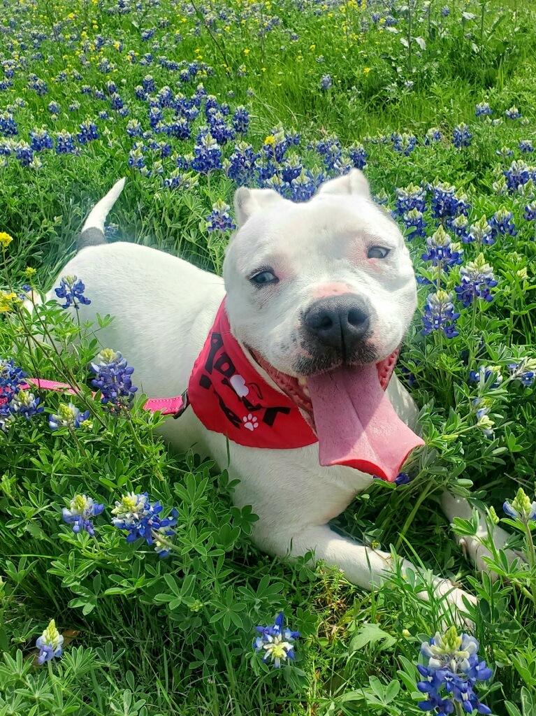 Enlarge Monkey, a Adoptable American Bulldog in Dallas, TX image 1/5