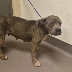 Schotzie, a Adoptable Pit Bull Terrier in Norman, OK image 1/6