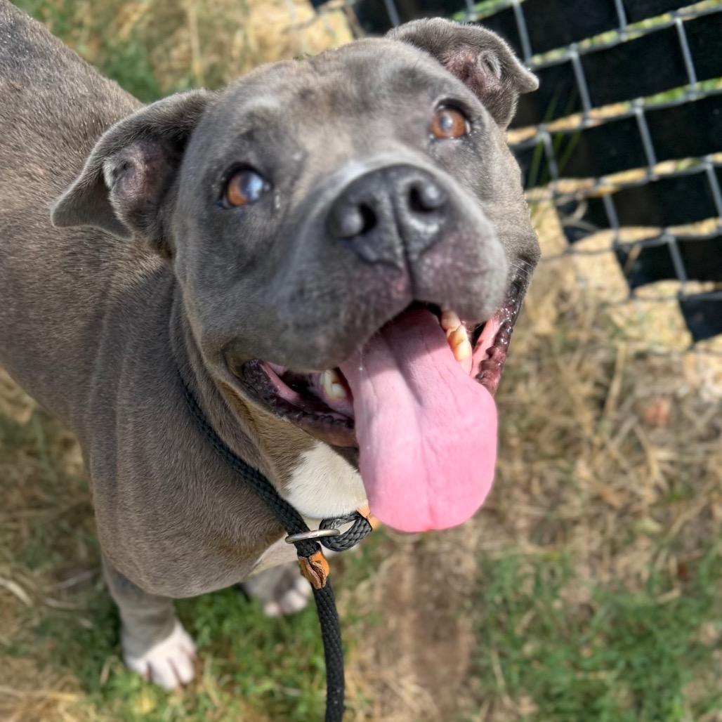 Enlarge Schotzie, a Adoptable Pit Bull Terrier in Norman, OK image 2/6