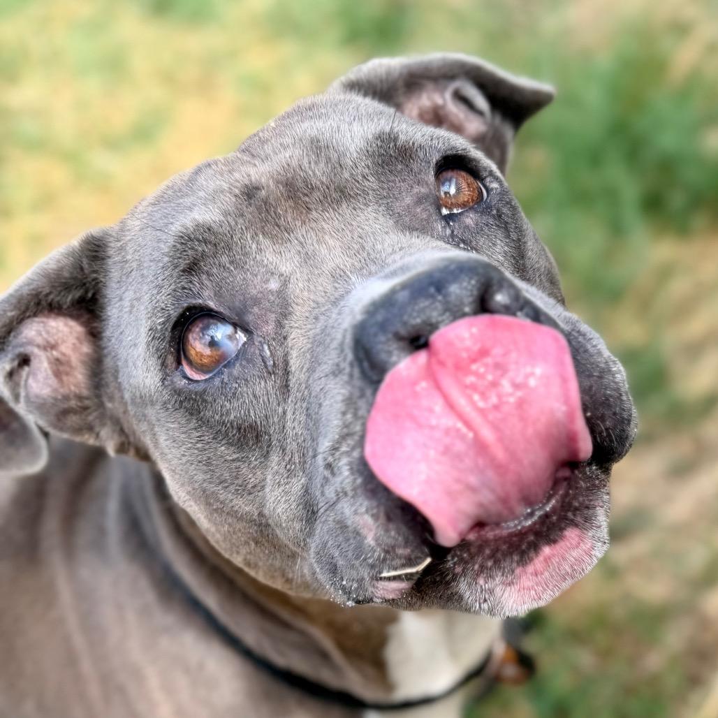 Schotzie, a Adoptable Pit Bull Terrier in Norman, OK image 2/6