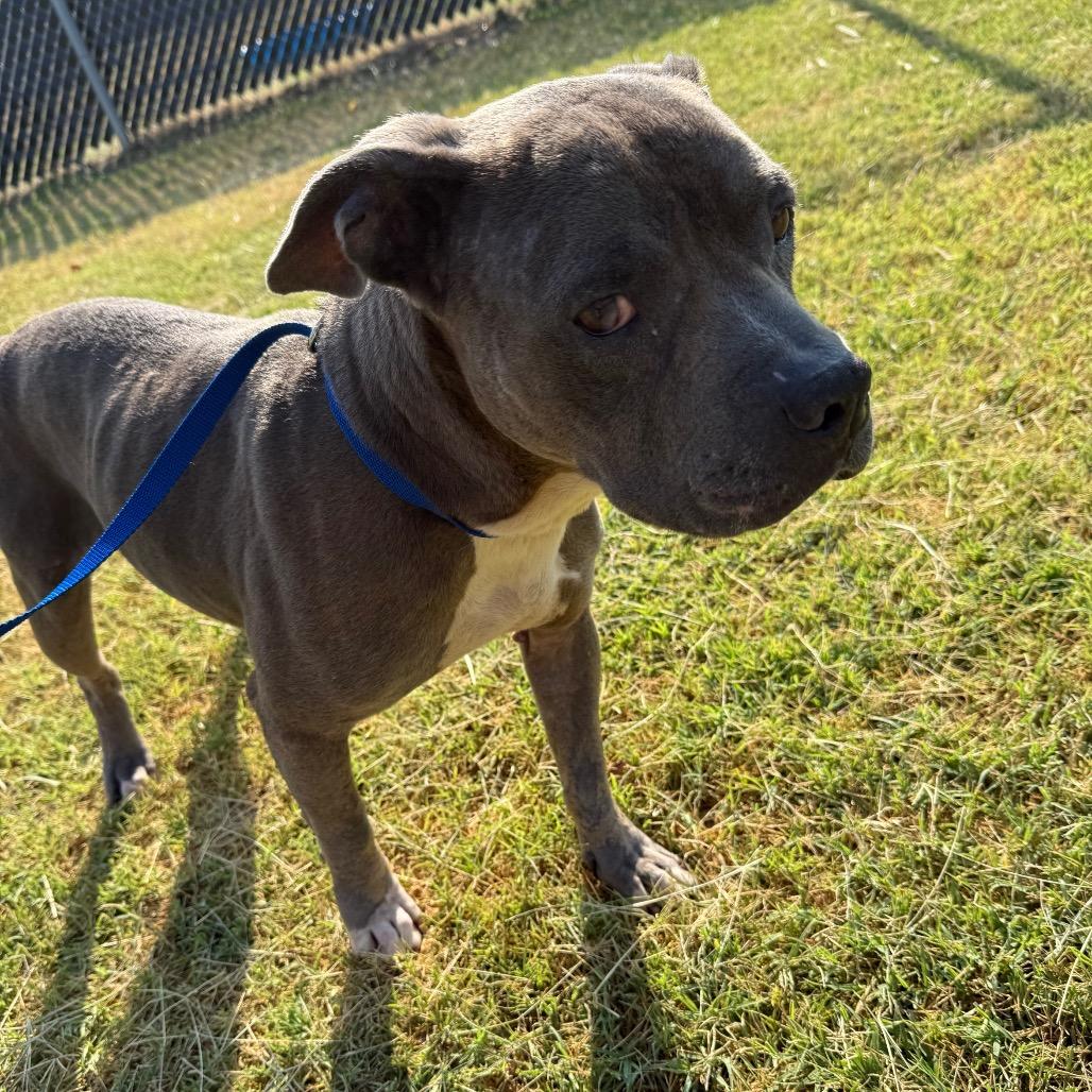 Schotzie, a Adoptable Pit Bull Terrier in Norman, OK image 3/6