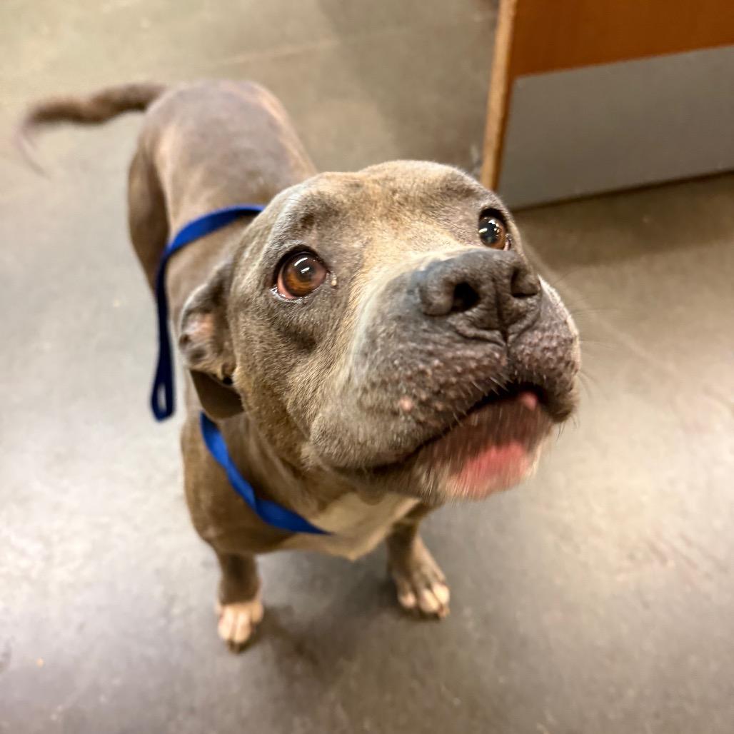 Schotzie, a Adoptable Pit Bull Terrier in Norman, OK image 4/6
