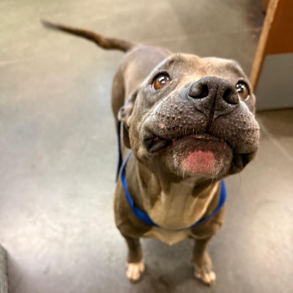 Schotzie, a Adoptable Pit Bull Terrier in Norman, OK image 5/6