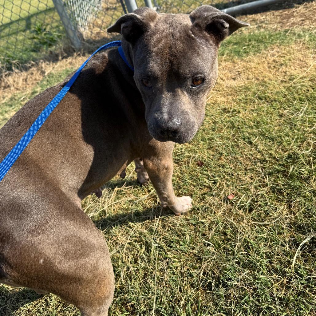 Schotzie, a Adoptable Pit Bull Terrier in Norman, OK image 6/6