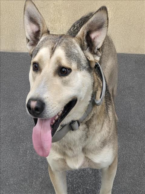 Enlarge OSITO, a Adoptable German Shepherd Dog in Los Angeles, CA image 1/1