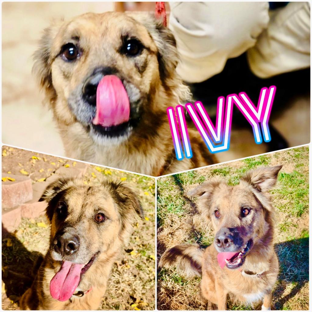 Enlarge Ivy, an adopted mixed breed in Saint George, UT image 1/1