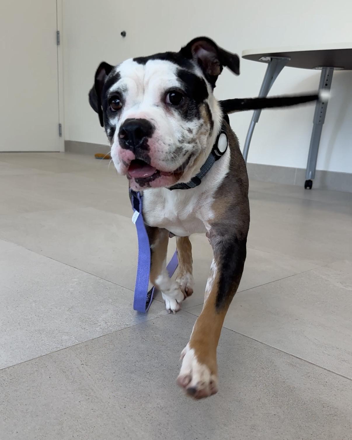 Enlarge Bonsai, a Adoptable Mixed Breed in Evanston, IL image 2/3