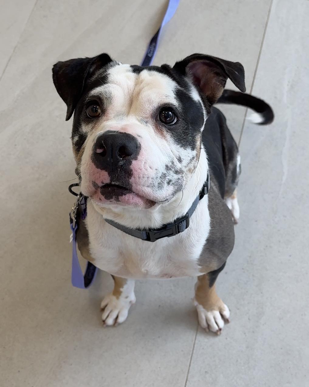 Enlarge Bonsai, a Adoptable Mixed Breed in Evanston, IL image 1/3