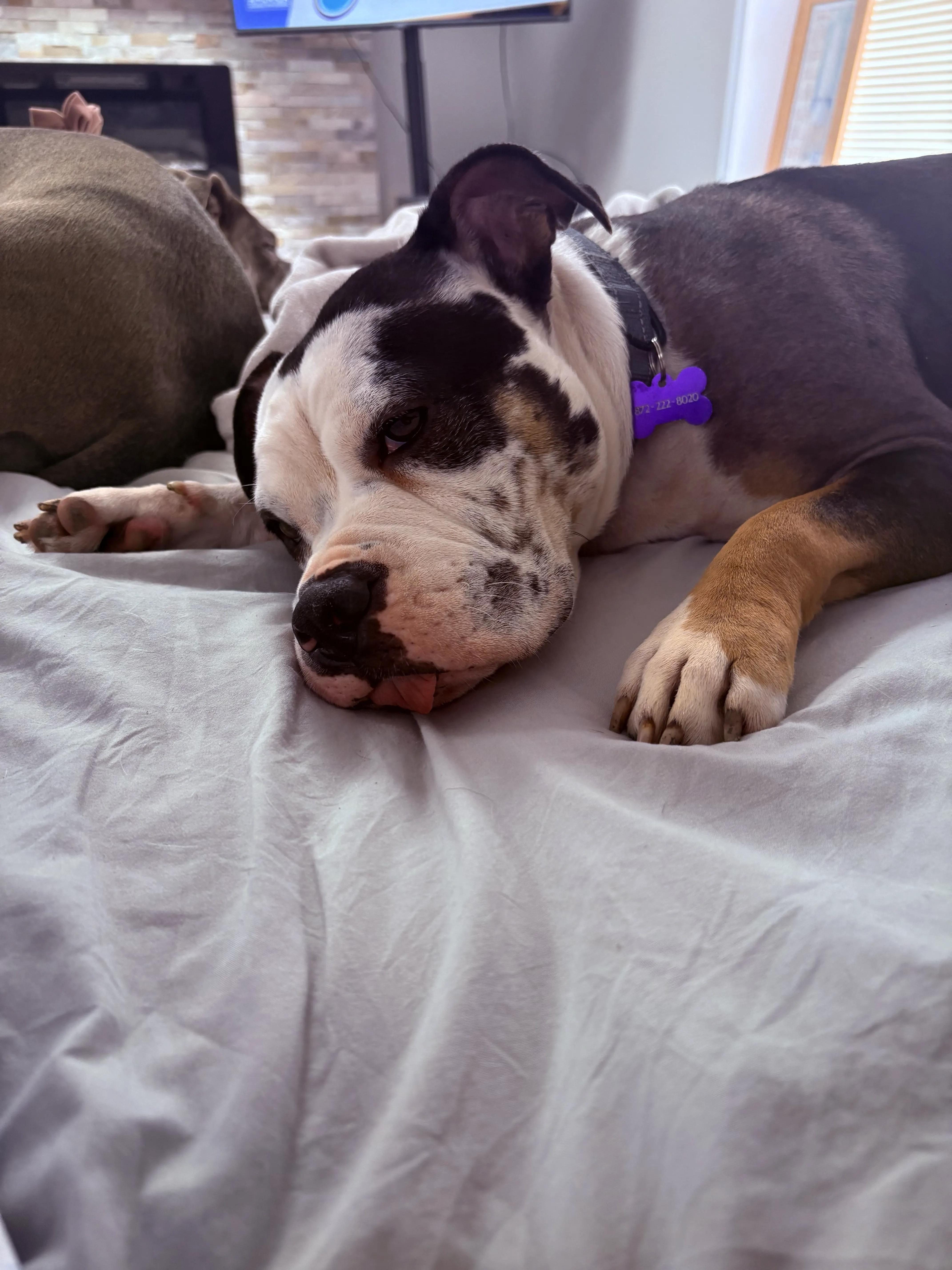 Enlarge Bonsai, a Adoptable Mixed Breed in Evanston, IL image 3/3
