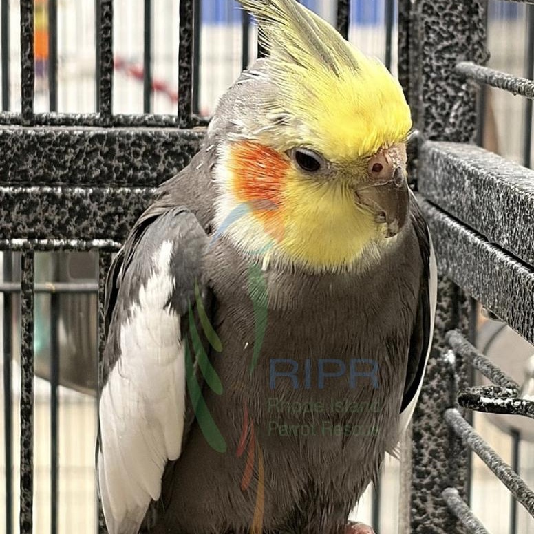 Nipper , adopted, Adult Unknown Cockatiel.