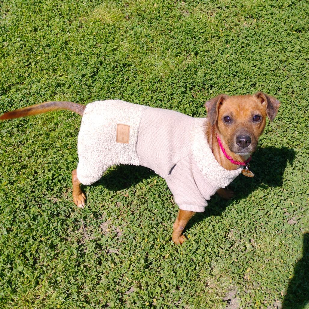 Enlarge Scrub, a Adoptable Mixed Breed in Tulsa, OK image 1/2