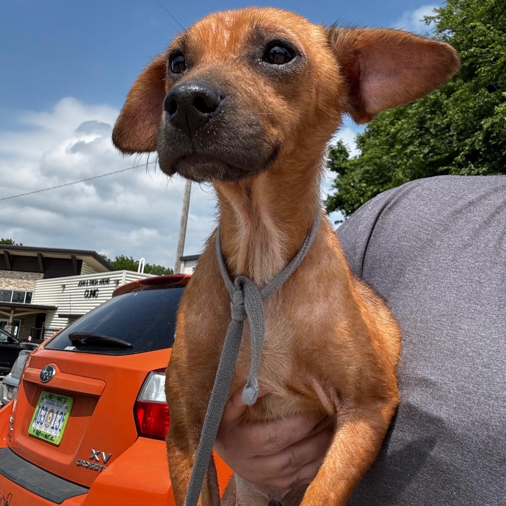 Enlarge Scrub, a Adoptable Mixed Breed in Tulsa, OK image 2/2