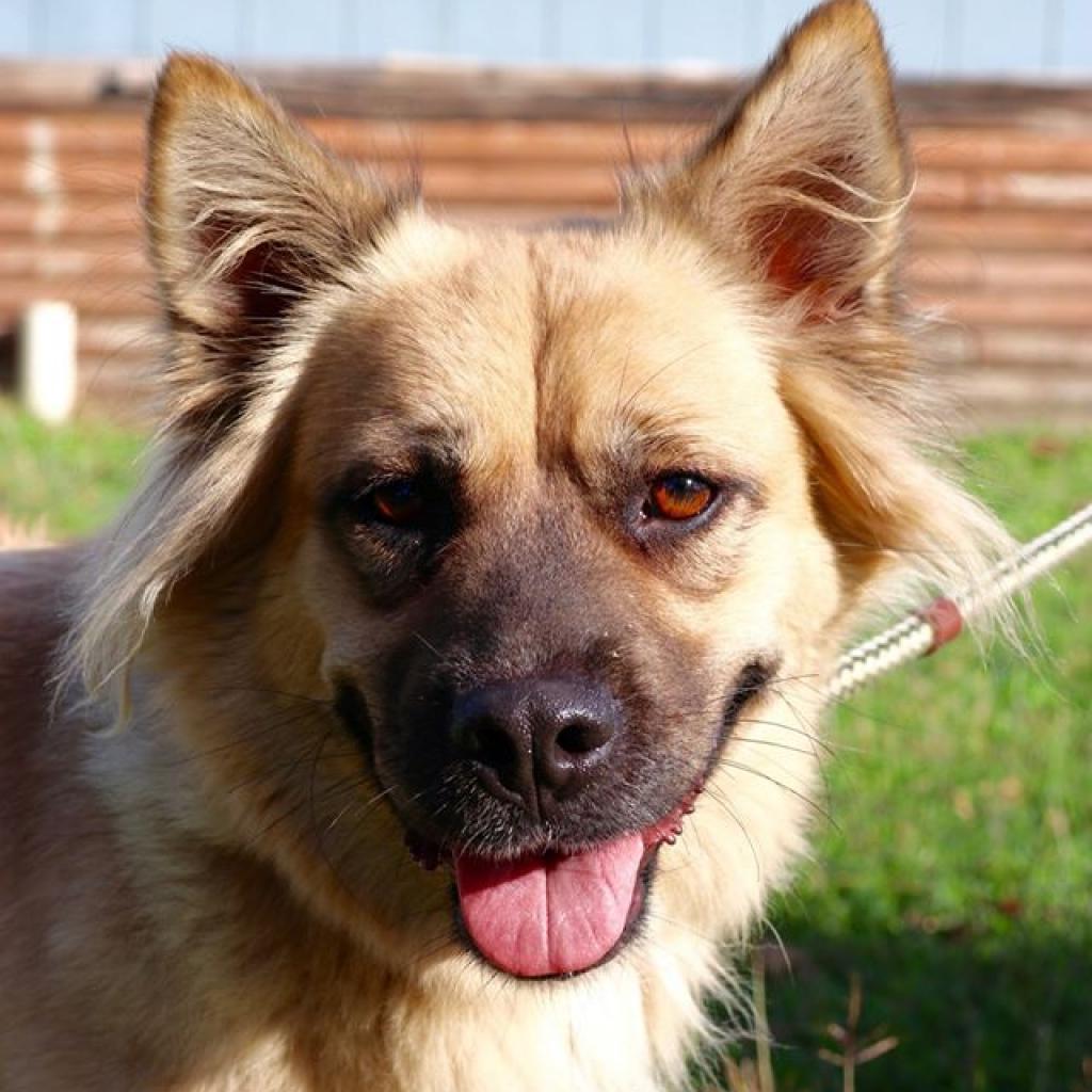 Enlarge Chloe JuM, a Adoptable mixed breed in Von Ormy, TX image 6/6