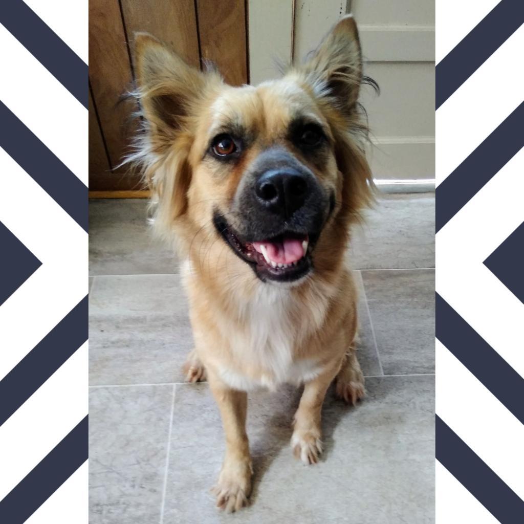 Enlarge Chloe JuM, a Adoptable mixed breed in Von Ormy, TX image 5/6