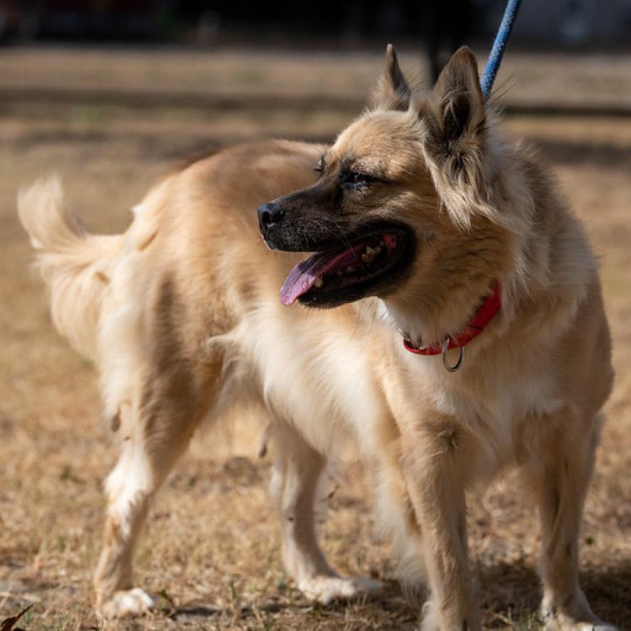 Enlarge Chloe JuM, a Adoptable mixed breed in Von Ormy, TX image 4/6