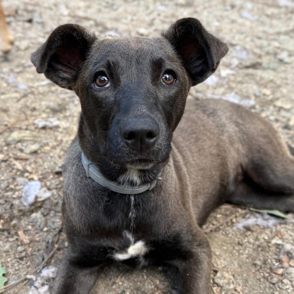 Enlarge Tequila, a Adoptable mixed breed in Aberdeen, NC image 2/6