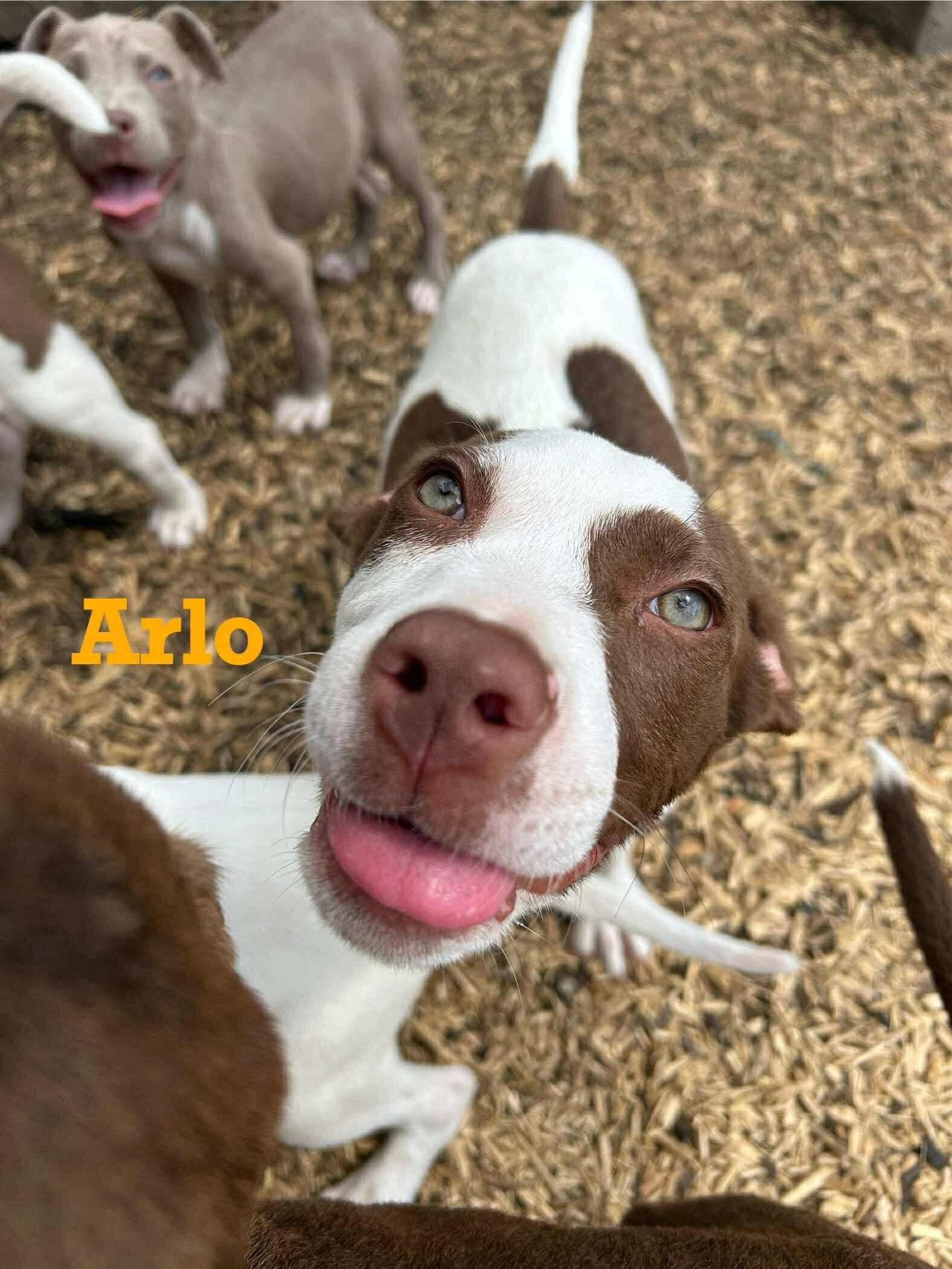Arlo